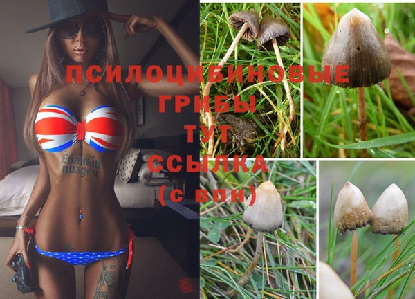ГАЛЛЮЦИНОГЕННЫЕ ГРИБЫ Сосновый Бор